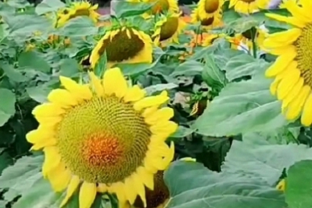 100ũк
